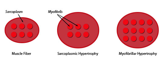 Myofibrillar vs Sarcoplasmic hypertrophy